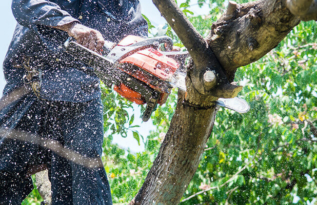 gasoline chainsaws