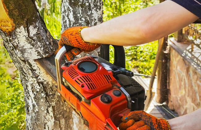 Tips for Pruning Trees with a Gasoline Chainsaw